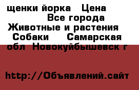 щенки йорка › Цена ­ 15 000 - Все города Животные и растения » Собаки   . Самарская обл.,Новокуйбышевск г.